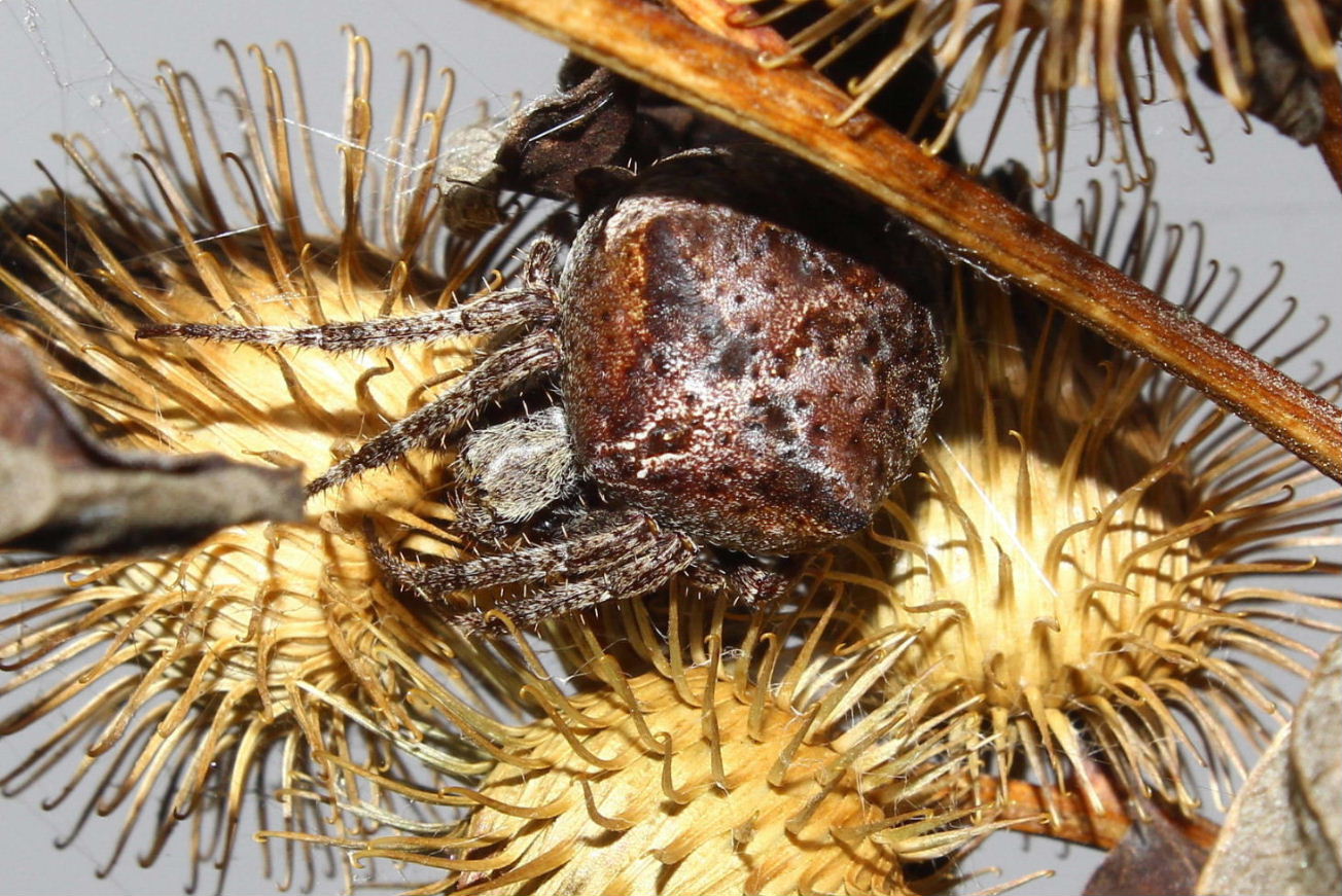 Araneus angulatus - Monte Cornua (GE)